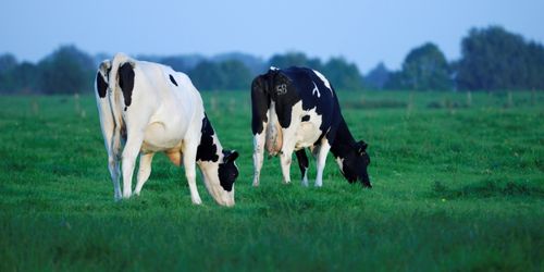 Geschichte Der Milch Geschichte Der Milch
